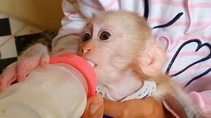 WOW! Tiny Baby Lion Drink So Much Milk, Baby Lion Very Hungry Request Young Mom To Mix Milk For Him | Baby Lion
