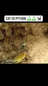 Cat Vs Python 🐍🐍🐈 #cat #python #reel #viral #trending #animals | 𝘼𝙣𝙞𝙢𝙖𝙡 𝙇𝙤𝙫𝙚𝙧𝙨 𝘼𝙢𝙖𝙯𝙤𝙣彡