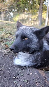 Ruby says she wants yard time all day every day | Saveafox Corporation