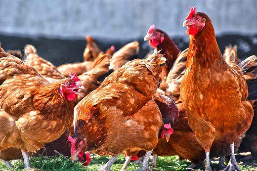 This Is the Official Difference Between ‘Free Range’ and ‘Pasture Raised’