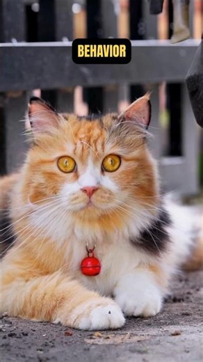 Ear language is your cat’s secret emotional communication system #catfacts #funfacts #animalfacts