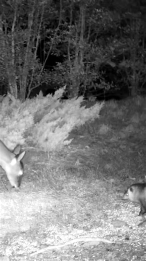 The opossum wasn't happy to see the deer eating too! #opossum #whitetaildeer #eat #shorts #wildlife