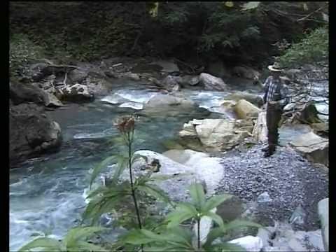 Die Wiege der Bachforelle