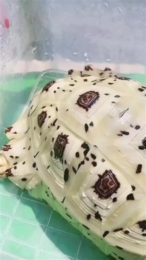 Leopard Tortoise – Graceful and Unique! 🐢🌿 Known for its stunning spotted shell, the Leopard Tortoise is calm, friendly, and easy to care for. It thrives in warm environments and makes a perfect companion for tortoise lovers. A beautiful addition to any exotic pet collection! #leopardtortoise #tortoise #turtle #china #fyp