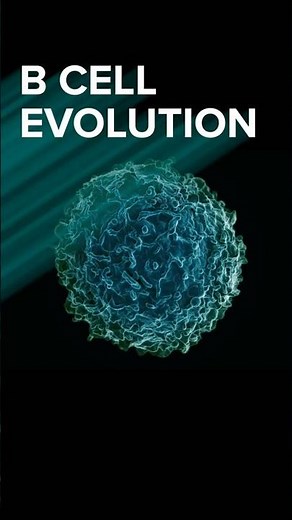 B cell evolution
