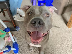 Dog Fence Fighting: Tips to Stop Dog Confrontations