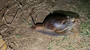 Closeup Large Snail Big Shell Giant Stock Footage Video (100% Royalty-free) 3432723471 | Shutterstock