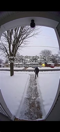 Stay safe✌️😭#explodingtrees #snowstorm #snow | tree