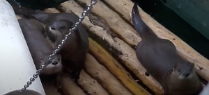 Montana Otter Attack Victim Shares Photos of Injuries