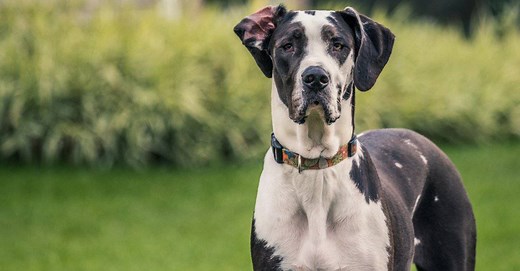 American vs European Great Dane: What's the Difference?