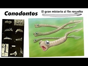 Conodontos. Descubre el mayor misterio de la micropaleontología