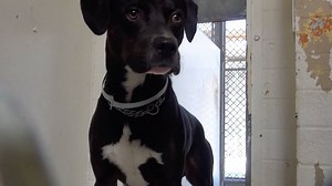 1.2K views · 155 reactions | ADOPTED - moved to SAFE Album on 07/23...