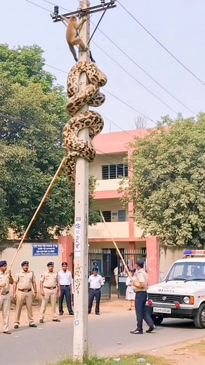 87K views · 237 reactions | Python climb on tree to hunt monkey ______________________python _monkey _pythonvsmonkey _wildanimals _wildlifephotos _wildlifeprotection _nature _natur#trending #fypviralシfyp #reels2024 #short #shorts #short #shortst #reelsviral #reelsinstagram #reel | Belga | Facebook