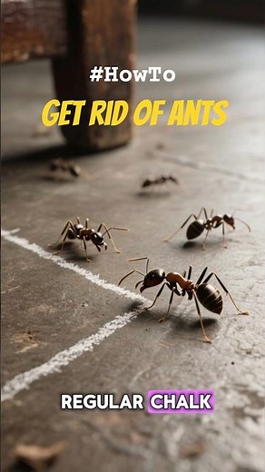 Get Rid of Ants with Chalk Lines