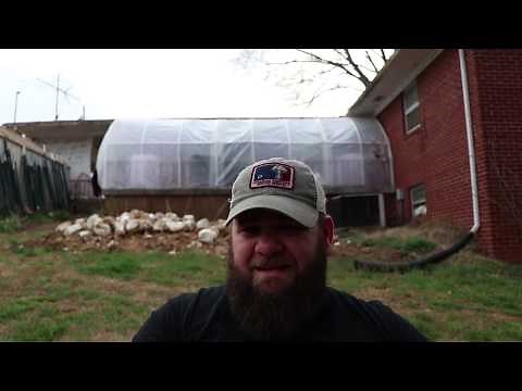 Growing Mushrooms: Using Spent Blocks