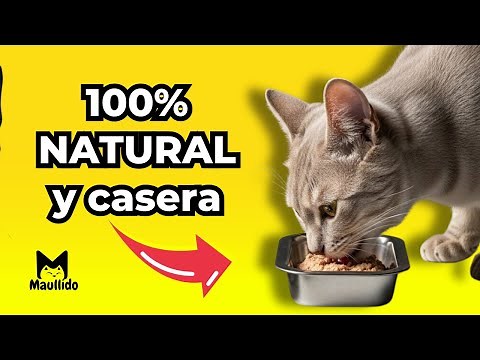 Safe Homemade Food Your Cat Will Love (Easy Recipes)