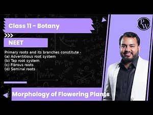 Primary roots and its branches constitute -\n (a) Adventitious root system\n (b) Tap root system\n (...