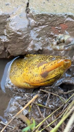 #Outdoor Eel Fishing Tips for Baiting Eels#Winter & Spring | Mr-Fish