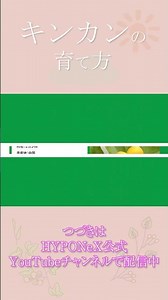 ☘154：キンカンの育て方｜剪定や摘果の方法は？水やりや肥料など日々の管理をご紹介 【PlantiaQ&A】#shorts