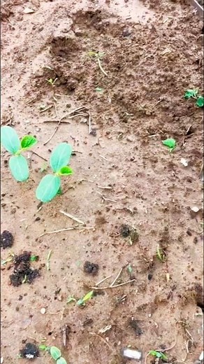 🌱 How to Transplant Plants Without Damaging Them!