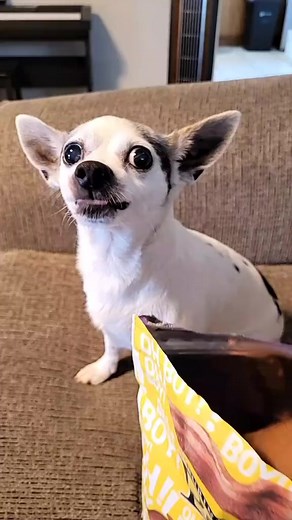 #followformore #cavalo #egua #horse #animal #agro #quartodemilha #funny #asmr #love #model #fashion | Manchas