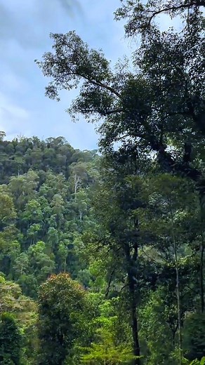 Viral !! Keluarga Siamang Lagi Asyik Makan Buah di Tengah Lebatnya Hutan Tropis. #Siamang #Primata #HutanTropis #SatwaLangka #Petualangan | Susantho Marampoet Jha