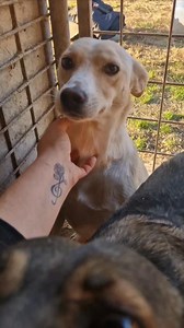 3.5K views · 99 reactions | Dex leidet  Seit sein bester Kumpel...