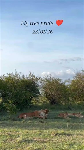 Exploring the Fig Tree Pride in Masai Mara, Kenya