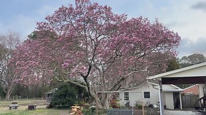 She is coming in beautifully. | The Gardener's Workshop