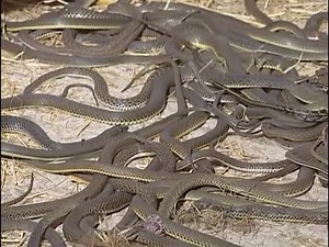 The reptiles of the desert: Monitor Lizard, Scorpion, Snake, Cobra