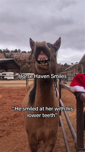 This is what romance authors mean, right 🐴😌 Smiles like this happen daily at the Horse Haven ✨