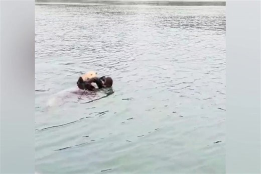 Moment sea otter pup reunites with mum after rescuers play her cries