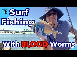 Going Surf Fishing for porgies using blood worms