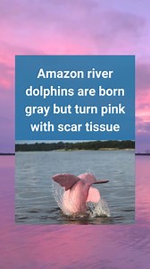 The Amazon River is home to pink dolphins. 🐬 Yes, you read that right. Although born grey, Amazon river dolphins or botos acquire their pink hue from repeated abrasion of the skin surface. Males are typically pinker than females because of more frequent trauma due to aggression. Learn More: https://animals.howstuffworks.com/endangered-species/pink-amazon-river-dolphins.htm?utm_source=facebook | Howstuffworks