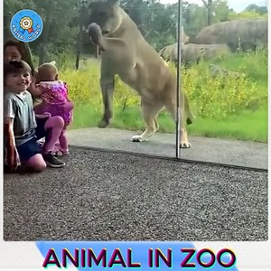 8.9K views · 50 reactions | ANIMAL IN ZOO | Physics Theories | Facebook