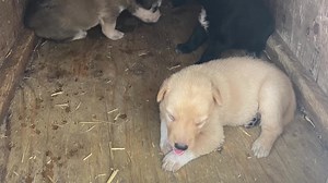 When the evacuation order came on Monday evening for Behchokǫ̀, N.W.T., it didn't take long for Jason Card of Yellowknife to decide that's where he was going. | CBC North