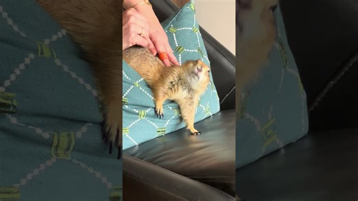 Poppy’s Lazy Day: Melting Into the Chair