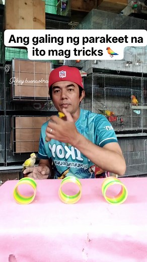 1.3K views · 792 reactions | Ang galing ng parakeet na ito mag tricks列 #buhaymagiibon #Rhey #birdshow #birdtricks Alagang Pikoy handfeed formula by Munting Ibunan | Rhey Buenaobra | Facebook
