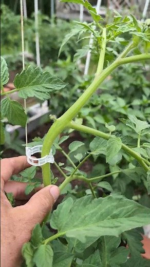 PVC Tomato Trellis, So Easy