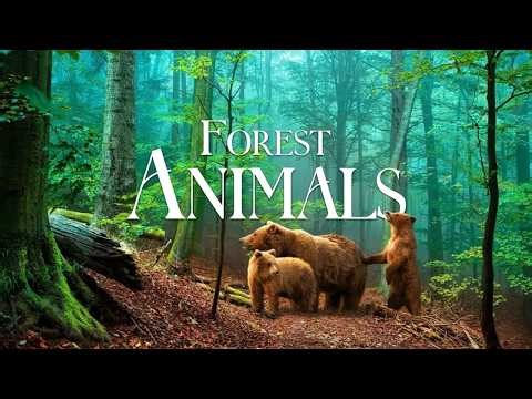 Wild Forest Animals 4K 🦌 Calm Nature Sounds for Relaxation#4k #animals