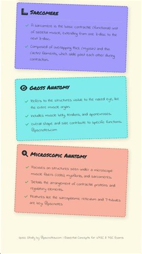 Skeletal Muscle Structure: Gross and Microscopic Anatomy
