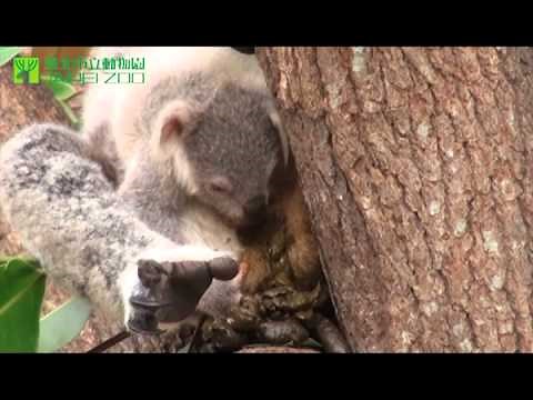 小無尾熊吃軟便 Koala baby eats Mom's pap