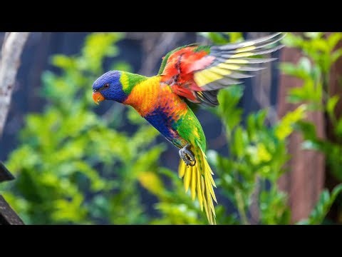 Black-capped lories do enjoy showering and bathing