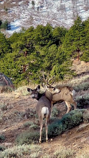 5.1K views · 1.3K reactions | Wildlife case study time… 歷 During the...