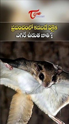 World’s Only Flying Squirrel Species Explained | Environment GK | Tone Academy #currentaffairs
