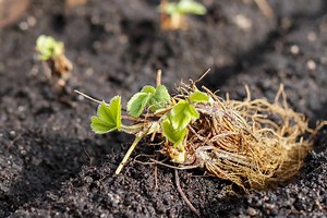 How To Tell If My Bare Root Strawberries Are Dead