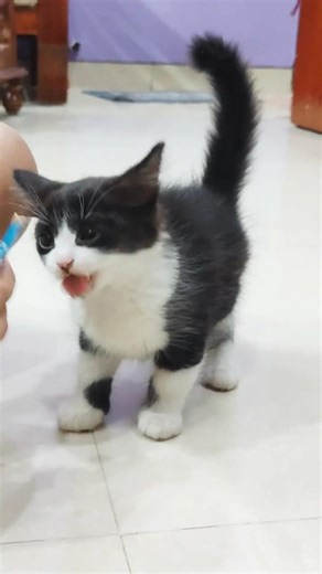 orange car feeling neglected because of galaxy destroyer #cat