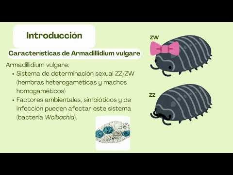 Determinación del sexo en Armadillidium vulgare