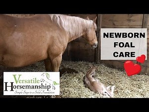 Newborn Foal Care + Complication With Our Mare // Versatile Horsemanship