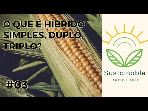 O que é Híbrido Simples, Duplo, Triplo?
